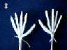 HAND20.jpg
