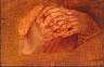 Prayer20hands357006.jpg